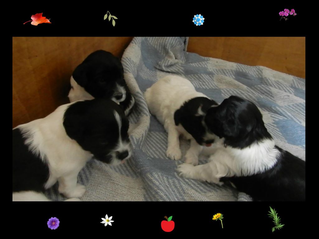 Chiot Schapendoes euz palez an dugelezh breizh