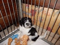 CHIOT