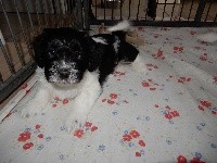 CHIOT